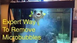 How To Remove Micro Bubbles From Your Aquarium Easy!