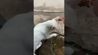 Cat vs meet