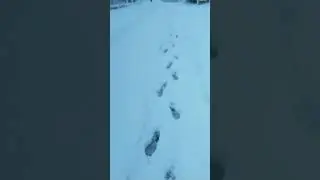 Lenkeran guclu qar yağdı