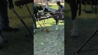 Pony riding is fun, until it isn’t #toddlers #ponyrider #poop #horse #horseriding
