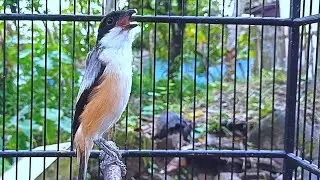 Long-Tailed PENTET GACOR SUPER EFEKTIF MERANGSANG BUNYI CENDET BAHAN | PANCINGAN PALING EFEKTIF