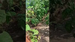 Секретная химия для ускорения спелости томатов