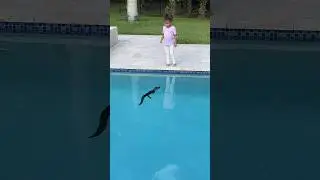 ALLIGATOR IN OUR POOL!🐊  