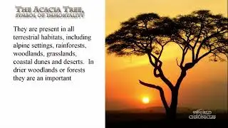 The Acacia tree, Symbol of Immortality