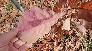 Quercus prinus dub košíčkatý