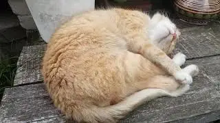 Кот спит и храпит 🐱💨