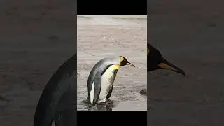 Funny Penguin VS The Mud Puddle
