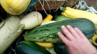 Посадка кабачков на свинном навозе. Мой опыт
