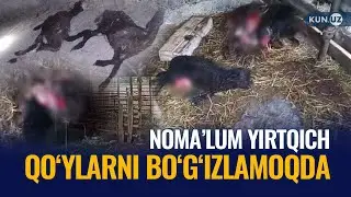 Asaka tumanida noma’lum mahluq yuzdan ortiq qo‘ylarni bo‘g‘izlab ketdi. Odamlarga ham hujum qilgan