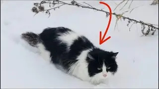 «Я что тут умру?» Мороз сковал ее тщедушное тельце, но кошечка не теряла надежду