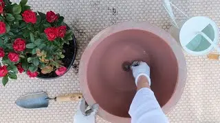First Time Repotting a Petite Knock-Out Rose