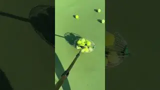 #asmr #tennis