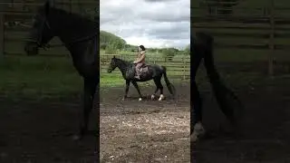 #экскурсия .Красавец🐎😌.#лошади #horse #eltonjohn #sacrifice