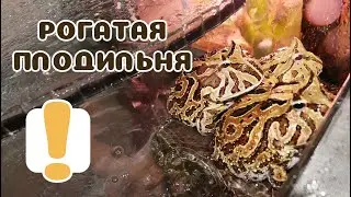 Рогаткоразведения бушуют! Наконец-то :))