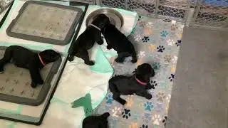 Copy of Cane Corso Puppies 5 weeks old today
