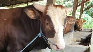 Survey Bakalan Mirip Banteng Dikandang Juragan Konter Hp Jose Pati