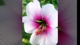 Some Hibiscus flower pics.