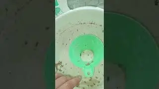 Выращивание мицелия на пшенице.
