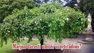 Barvaqt qarish_Барвакт кариш.