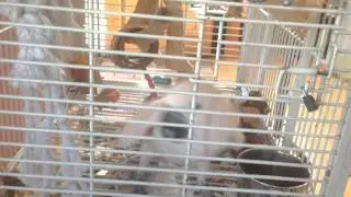 Misha the cockatoo sings his theme song