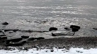 Ice water swim trying new cyborg wearable technology