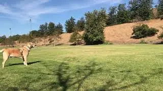 Doberman Pinscher vs Labrador Retriever Staredown