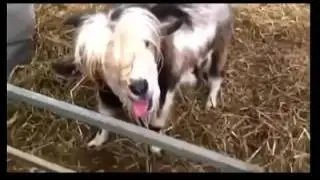 нарезка видео прикольных коз)))