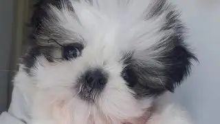 Happy 8 weeks old to Angel the cleft lip puppy #dog #shihtzu #pet #puppylove #puppy #shihtzupuppies