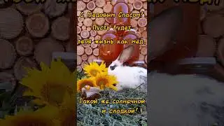Медовый Спас в год кролика 🍯😊🐰