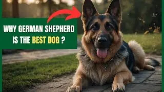 Why German Shepherd Is The Best Dog | Find The Reasons Behind It