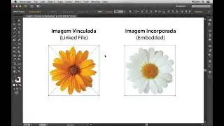 A diferença entre Imagem Vinculada e Imagem Incorporada