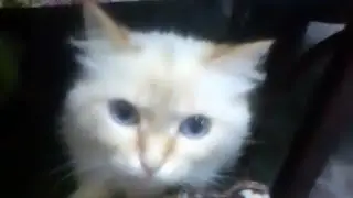 прошел паркур в Майнкрафт