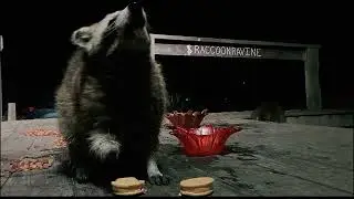 RACOON RAVINE: Dog Face And His Moon Pie
