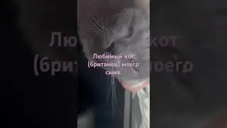 Любимый кот моего сына.