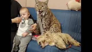 РЫСЯ НА ЗИМНЕЙ ФОТОСЕССИИ/приставучие котята