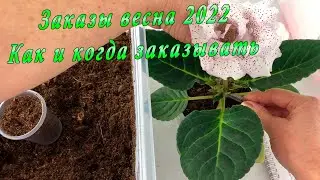 Принимаю заказы на весну 2022. Укорененные листья Глоксиний и фиалок