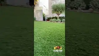 Front yard makeover, featuring our new Scape 35mm 🤩 #shorts