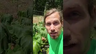 Growing HUGE Squash Plants 5 Weeks UPDATE
