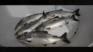 FISHING 2021, RED FISH, SALMONIDAE, COOKING HUMP + IN HOME, SUMMER 2021