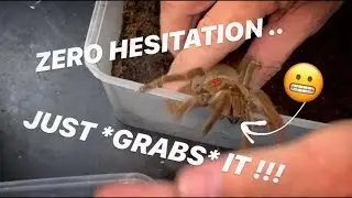 GRABBING a GOLIATH BIRD EATER WITHOUT even TESTING its TEMPERAMENT first !!! ~ HELLL NAAHHH ..