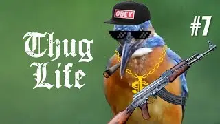 10 MIN OF DANK BIRB MEMES #7