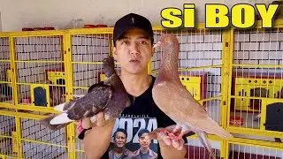 KANDANG MERPATIKU SETELAH DIRENOVASI