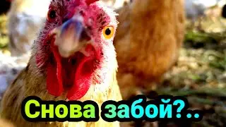 Бройлеры на убой 18+