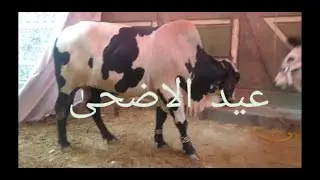 Story of Eid ul Adha
