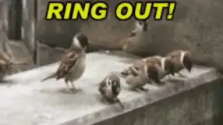 Sparrow Fighter