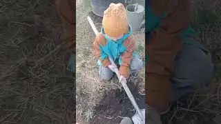 Яблоню посадили к Дню Победы!