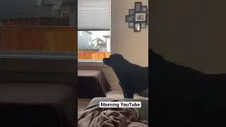 What my pets watch on YouTube #catwatchingtv #rottweiler