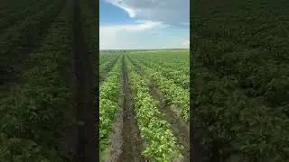 Сорт Мемфис #HZPC #farming #seeds #agriculture #potato #сельскоехозяйство #food #farm #картофель