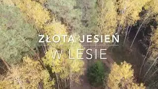 Złota jesień w lesie