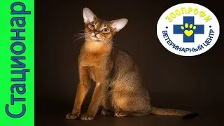 Отделение Карантина в Ветеринарном Стационаре ЗооПрофи